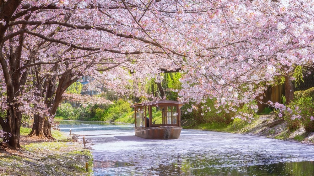 Fushimi Jikkokubune Boat in Kyoto with scenic full bloom cherry blossom in spring 