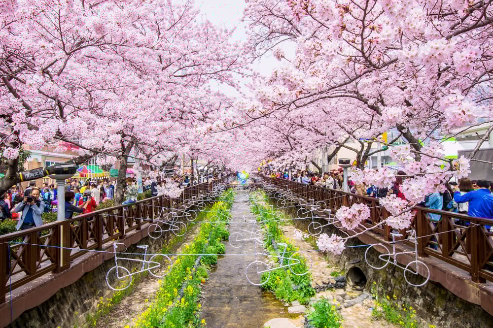 cherry blossoms in South Korea 