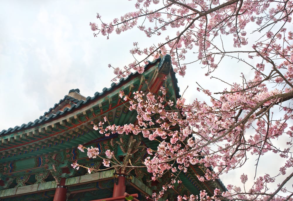 cherry blossoms in South Korea 
